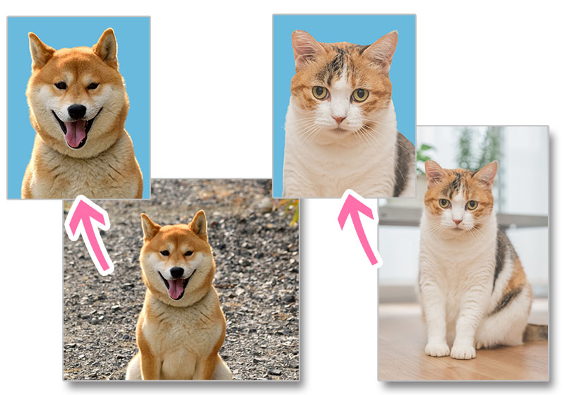 ペットの証明写真の背景を変更